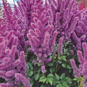 Kerti tollbuga (Astilbe rubra 'Black Pearls')