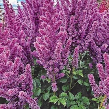 Kerti tollbuga (Astilbe rubra 'Black Pearls')