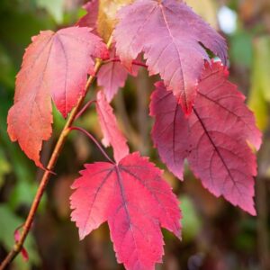 Kígyóbőr juhar (Acer davidii 'Madeline Spitta')