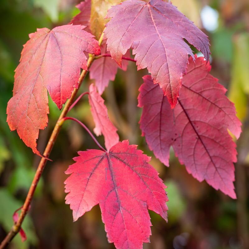 Kígyóbőr juhar (Acer davidii 'Madeline Spitta')