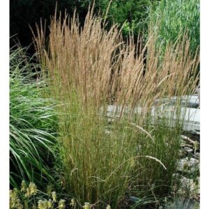 Kínai nádtippan (Calamagrostis acutiflora 'Overdam')