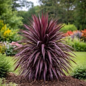 Kordilin (Cordyline australis 'Burgundy Spire')