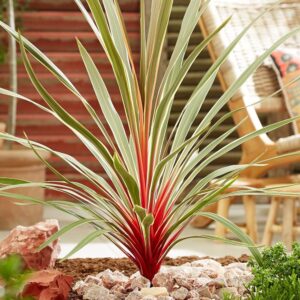 Kordilin (Cordyline australis 'Magic Star')