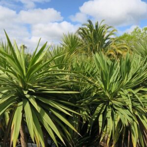Kordilin (Cordyline australis 'Peko')