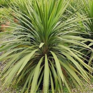Kordilin (Cordyline australis 'Peko')