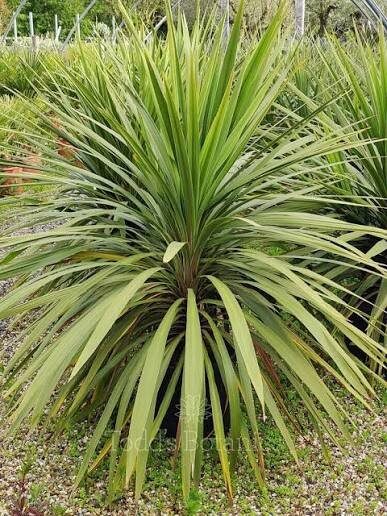 Kordilin (Cordyline australis 'Peko')