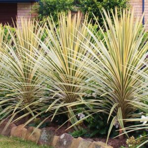 Kordilin (Cordyline australis 'Torbay Dazzler')