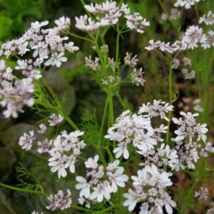 Koriander (Coriandrum sativum)
