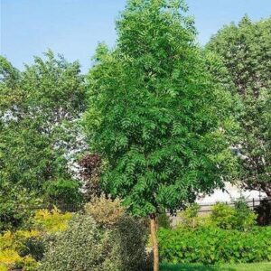 Kőris (Fraxinus excelsior 'Altena')