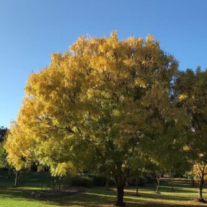 Kőris (Fraxinus excelsior 'Jaspidea')