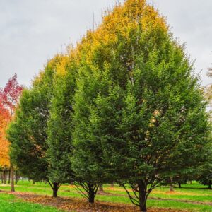 Közönséges gyertyán (Carpinus betulus)