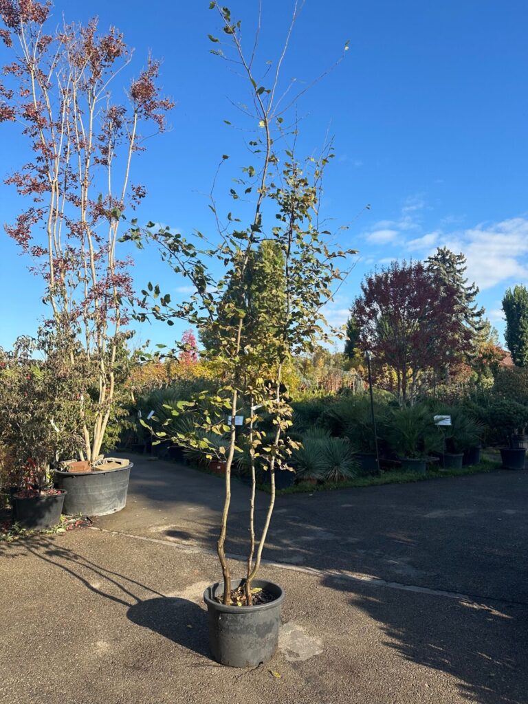 Közönséges gyertyán (Carpinus betulus)