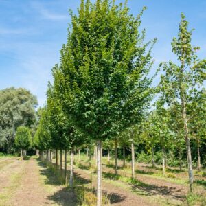 Közönséges gyertyán (Carpinus betulus)