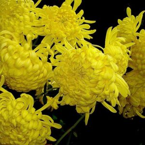 Krizantém (Chrysanthemum sp.)