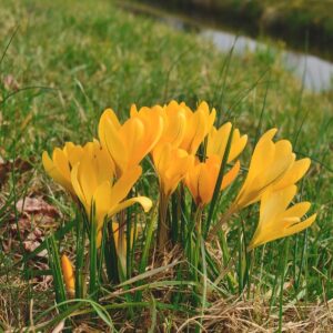 Krokusz (Crocus flavius 'Golden Yellow')