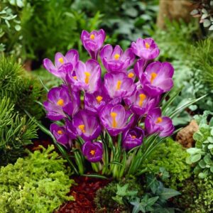 Krokusz (Crocus vernus 'Flower Record')