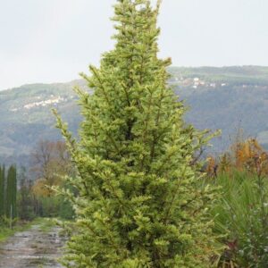 Libanoni cédrus (Cedrus libani 'Pyramidalis')
