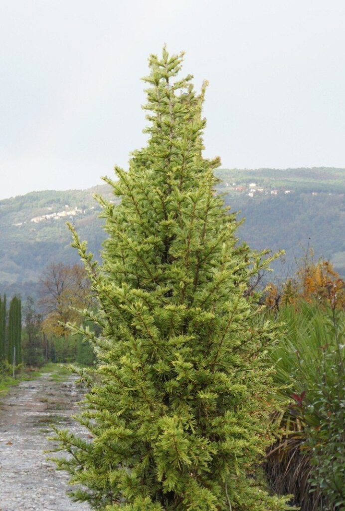 Libanoni cédrus (Cedrus libani 'Pyramidalis')