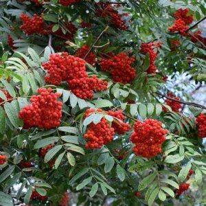 Madárberkenye (Sorbus aucuparia 'Wettra')