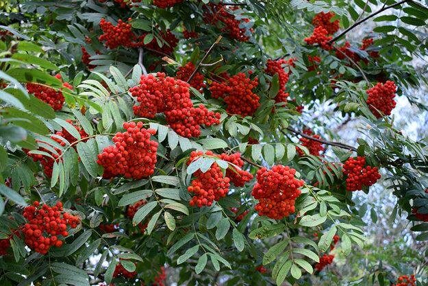 Madárberkenye (Sorbus aucuparia 'Wettra')