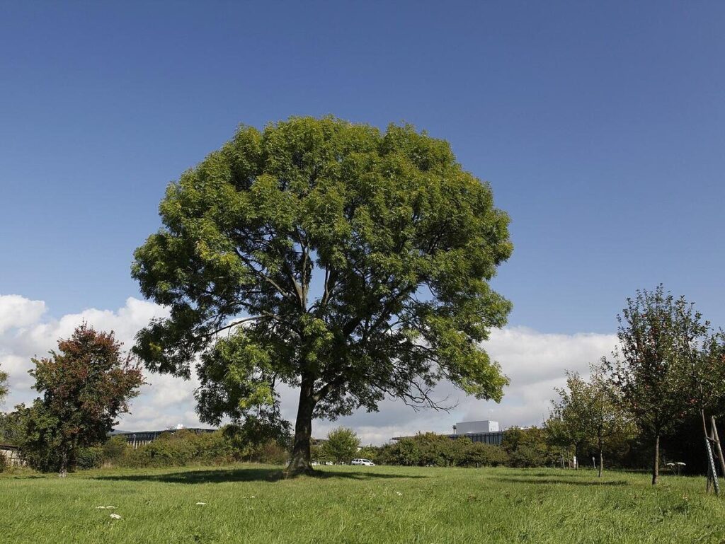 Magas kőris (Fraxinus excelsior)
