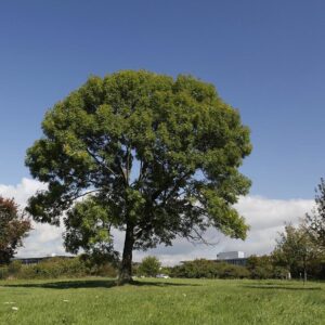 Magas kőris (Fraxinus excelsior)