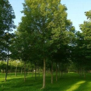 Magas kőris (Fraxinus excelsior 'Westhof's Glorie')