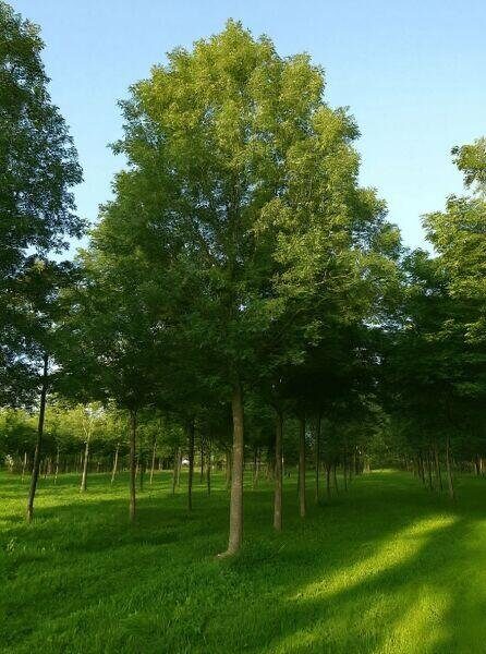 Magas kőris (Fraxinus excelsior 'Westhof's Glorie')