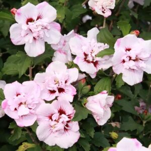 Mályvacserje (Hibiscus syriacus 'Carneus Plenus')