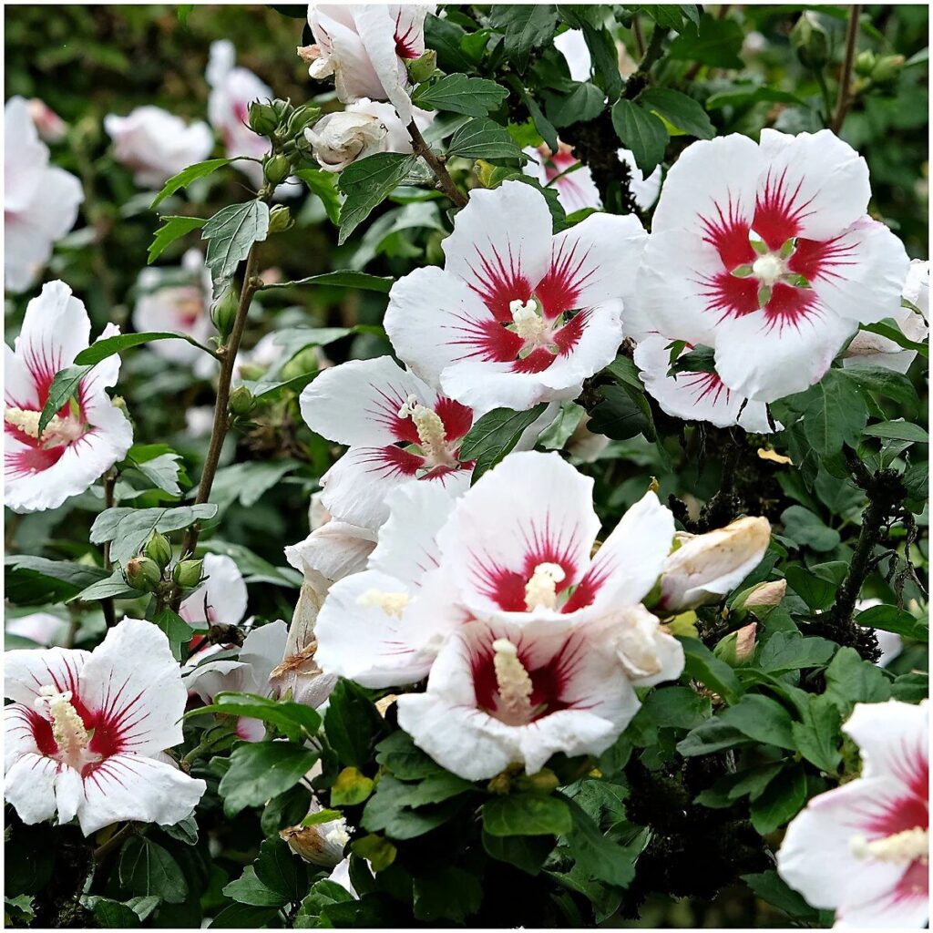 Mályvacserje (Hibiscus syriacus 'Hamabo')