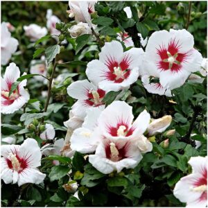 Mályvacserje (Hibiscus syriacus 'Hamabo')