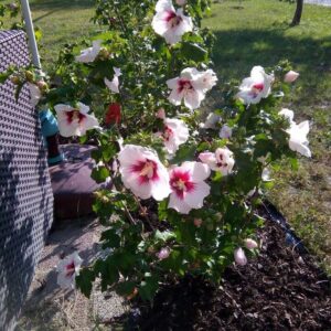 Mályvacserje (Hibiscus syriacus 'Helena')