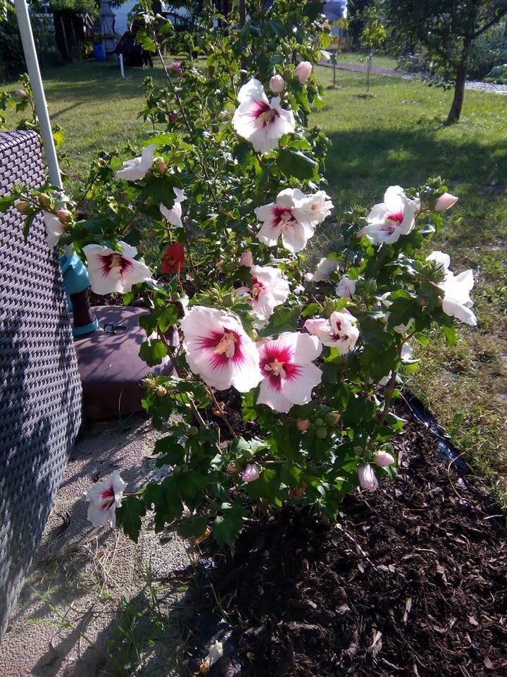 Mályvacserje (Hibiscus syriacus 'Helena')