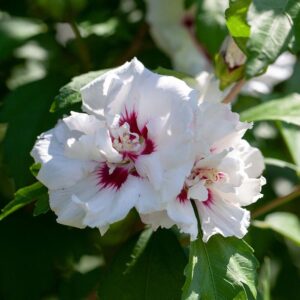 Mályvacserje (Hibiscus syriacus 'Speciosus')
