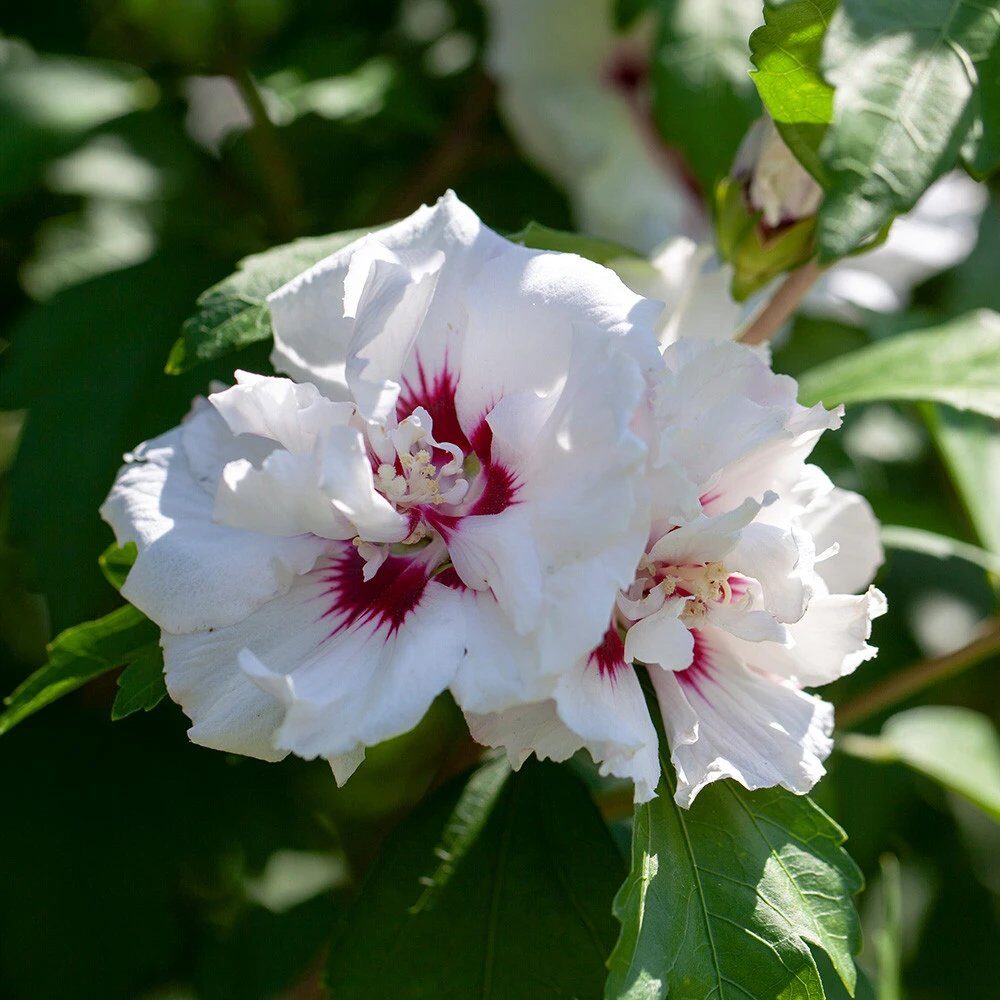Mályvacserje (Hibiscus syriacus 'Speciosus')