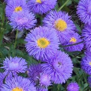 Margitvirág (Erigeron 'Azurfee')