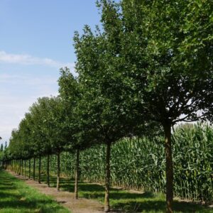 Mezei juhar (Acer campestre 'Anny's Globe')