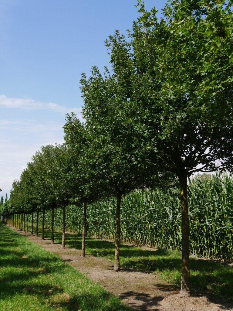 Mezei juhar (Acer campestre 'Anny's Globe')