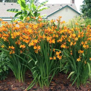 Montbrétia (Crocosmia nova 'Gold Dragon')