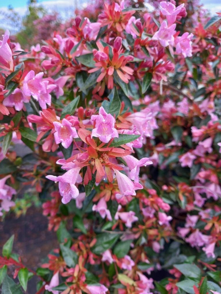 Nagyvirágú ábelia (Abelia 'Edward Goucher')