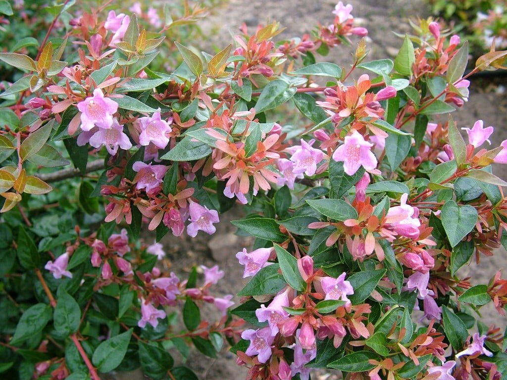Nagyvirágú fénycserje (Abelia × grandiflora 'Edward Goucher')