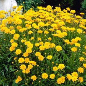 Nagyvirágú lángvirág (Coreopsis grandiflora 'Early Sunrise')