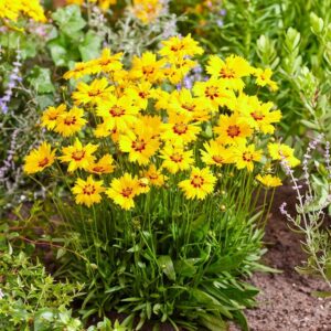 Nagyvirágú lángvirág (Coreopsis grandiflora 'Solar Mellow')
