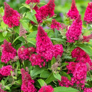 Nyáriorgona (Buddleia 'Butterfly Candy Little Ruby')
