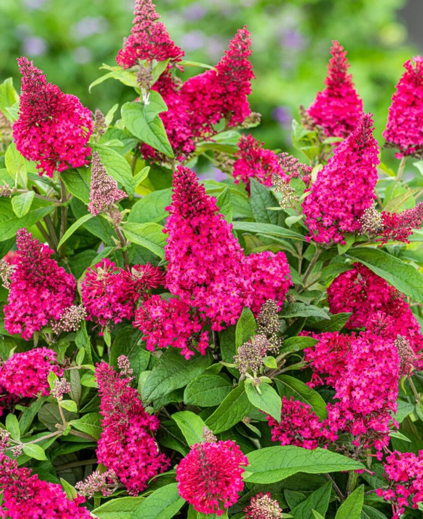 Nyáriorgona (Buddleia 'Butterfly Candy Little Ruby')