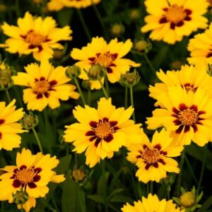 Örvényes lángvirág (Coreopsis lanceolata 'Walter')