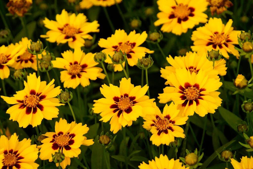 Örvényes lángvirág (Coreopsis lanceolata 'Walter')