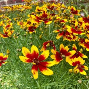 Örvényes lángvirág (Coreopsis verticillata 'Corleone Red & Yellow')