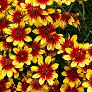 Örvényes lángvirág (Coreopsis verticillata 'Firefly')