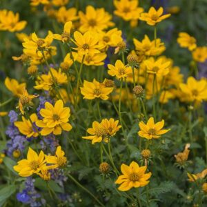 Örvényes lángvirág (Coreopsis verticillata 'Grandiflora')